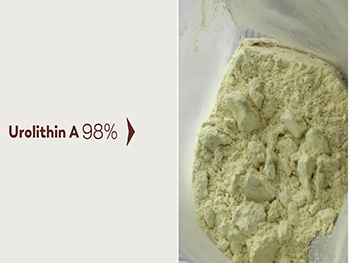 What Does Urolithin A Powder Do For Your Body?